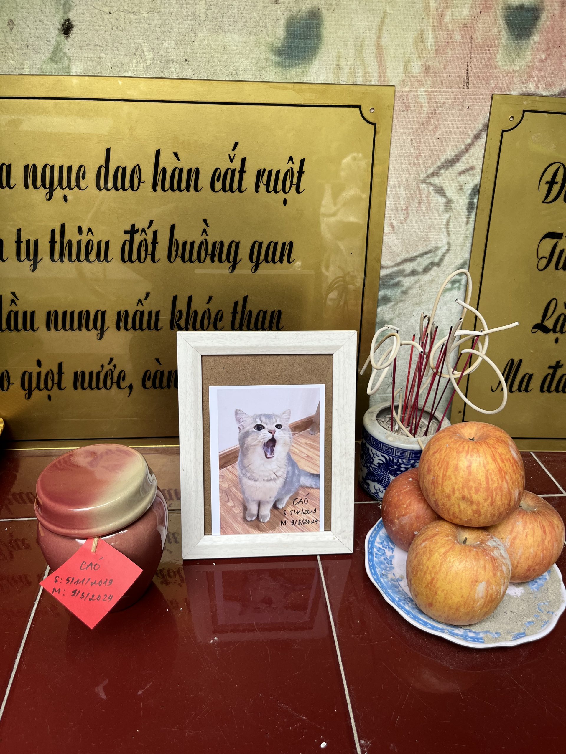 Bé Cáo nhà Việt Anh Bé Cáo nhà Việt Anh