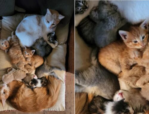 Những điều cấm kỵ khi nuôi mèo