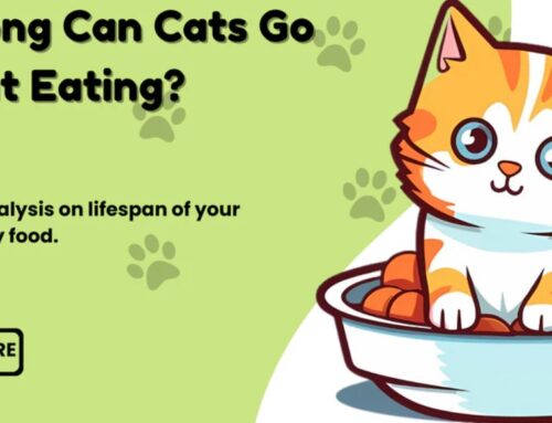 Mèo có thể nhịn ăn tối đa báo nhiêu ngày?