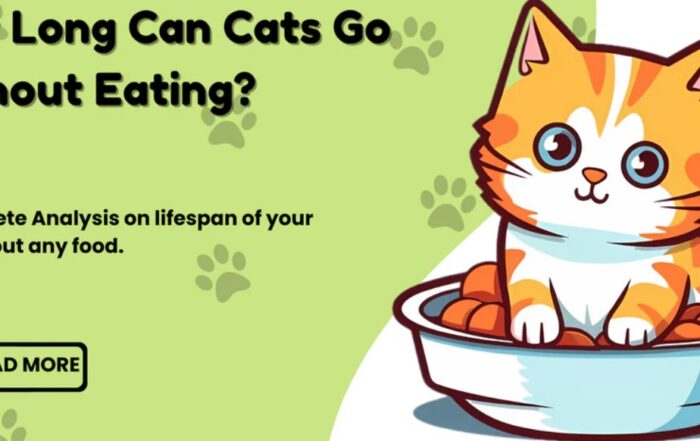 Mèo có thể nhịn ăn tối đa báo nhiêu ngày?