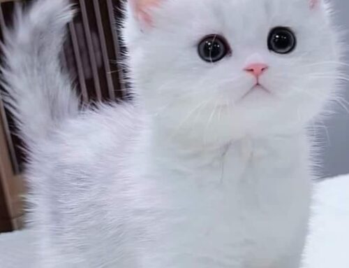 Mèo con 2 tuần tuổi ăn gì?