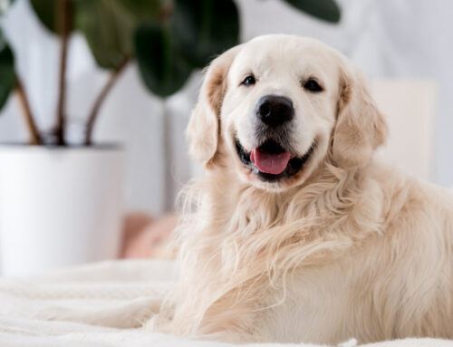 Chó thích gì nhất