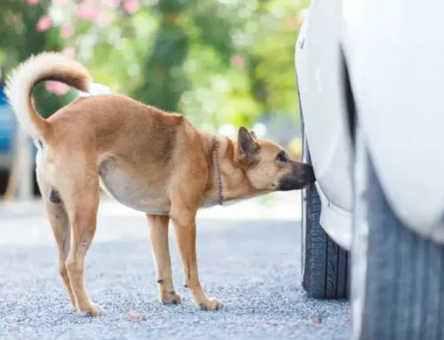 Chó thích ngửi mùi gì?