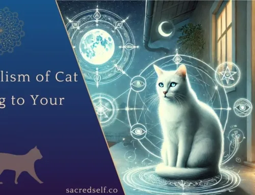 Mèo lạ vào nhà là điềm gì