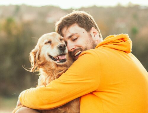 Tại sao chó lại mừng khi chủ về