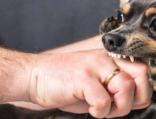 Tại sao chó thích cắn tay chủ