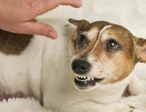 Tại sao chó thích người này ghét người kia