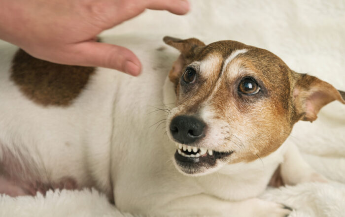 Tại sao chó thích người này ghét người kia